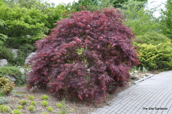 Acer palmatum dissectum 'Inaba shidare' — photo 2